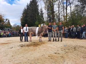 Rinderchampion BS_Schmibachs Barca Belina